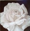 "White Rose "