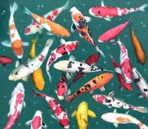 "Koi V"