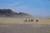 "Dersert horses Aus"