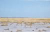 "Etosha Sisters"