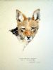 "Jackal "