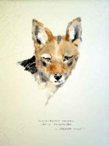 "Jackal "