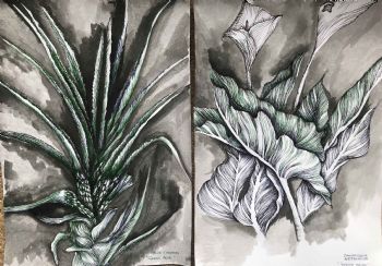 "Arum and Aloe Pair"
