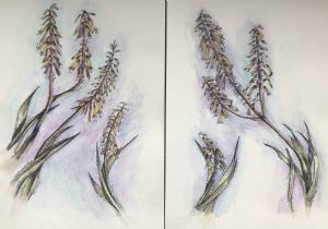 "Aloe Pair"