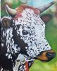 "The Nguni Cattle"