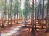 "Sunup in Tokai Forest"