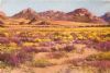 "Namaqualand Spring"