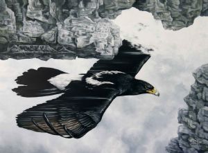 "Verreaux Eagle Tablemountain"
