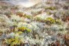 "Yellow and Grey Fynbos"