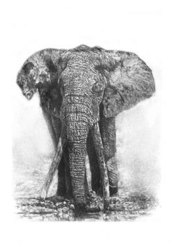 "Tsavo's magnificent 7. Il_1 IL TALAL"
