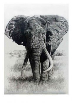 "Tsavo's magnificent 7,  WS_1 Wide Satao"