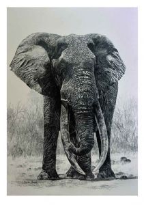 "Tsavo's magnificent 7, Ka_1 Kamboyo "