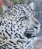 "Leopard in Shamwari"