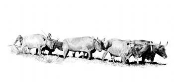 "Mbotyi Working Oxen"