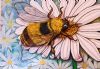"Bee on Daisy flower"
