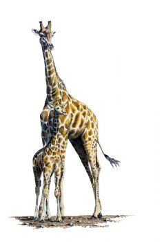 "Giraffe and Baby"