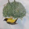 "Weaver Building a Nest"
