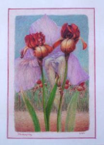 "Iris Red"