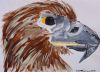 "Bird Of Prey"