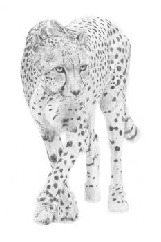 "On The Prowl"
