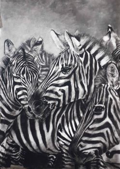 "Zebras"