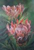 "Red Proteas"