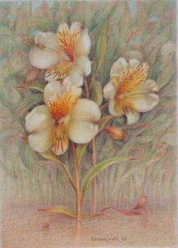 "Alstromeria"
