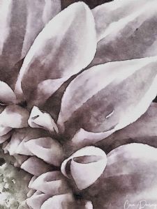 "Dahlia Pink"
