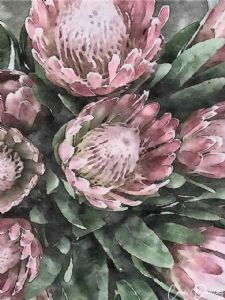 "Protea Plume"