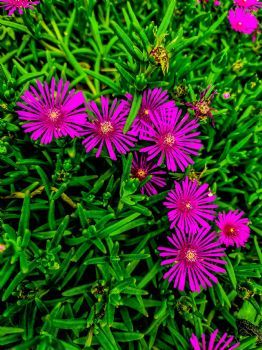 "Pretty Pink Flowers"