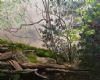 "La Hike Through a Misty Forest "