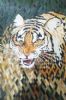 "Tiger Immerges from the Jungle"