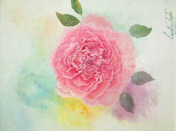 "Heritage Rose"