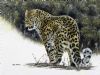 "Amur Leopard"