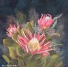"Proteas"
