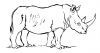 " African White Rhino Ink Sketch"