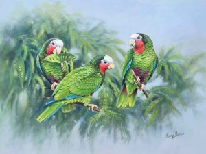 "Cuban Parrot "