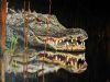 "Alligator"