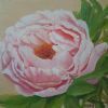 "Pink Peony"