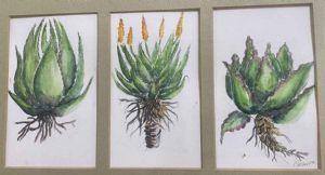 "The Aloes"