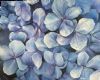 "Hydrangea 1"