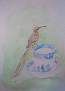 "Cape Sugar Bird"