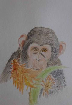 "Monkey Business"