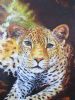 "African Leopard  Giclee Print"