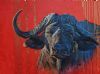 "Africa's wild cattle - Cape buffalo"