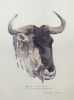 "Black Wildebeest "