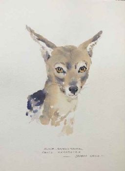 "Jackal "