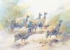 "Guineafowl "