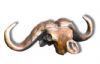 "Buffalo Skull"