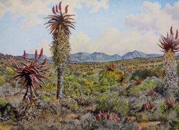 "Eastern Cape Aloes 3"
